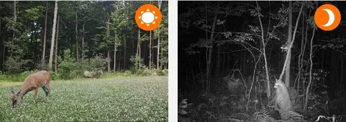 kamera  na podczerwień fotopułapka orllo gsm